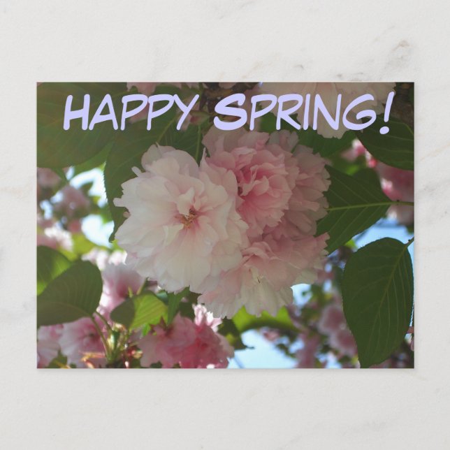 Dubbla Blossoming Cherry Träd I Vår Blommigt Vykort (Framsida)