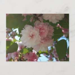 Dubbla Blossoming Cherry Träd I Vår Blommigt Vykort