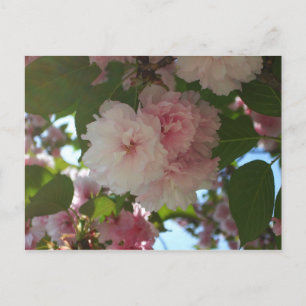 Dubbla Blossoming Cherry Träd I Vår Blommigt Vykort