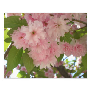 Dubbla Blossoming Cherry Träd II Vår Blommigt Fototryck