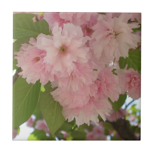 Dubbla Blossoming Cherry Träd II Vår Blommigt Kakelplatta (Framsidan)