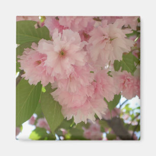 Dubbla Blossoming Cherry Träd II Vår Blommigt Magnet