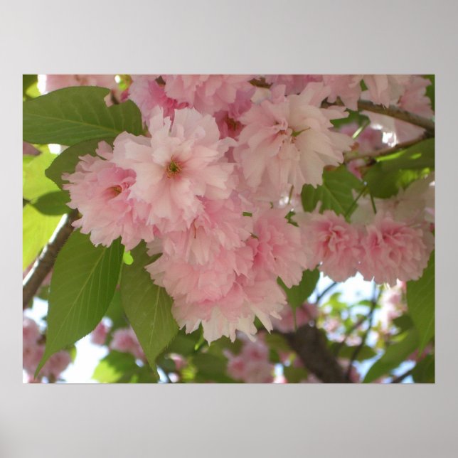 Dubbla Blossoming Cherry Träd II Vår Blommigt Poster (Framsidan)