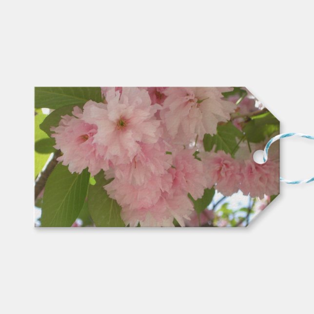 Dubbla Blossoming Cherry Träd II Vår Blommigt Presentetikett (Framsidan (Horisontell))