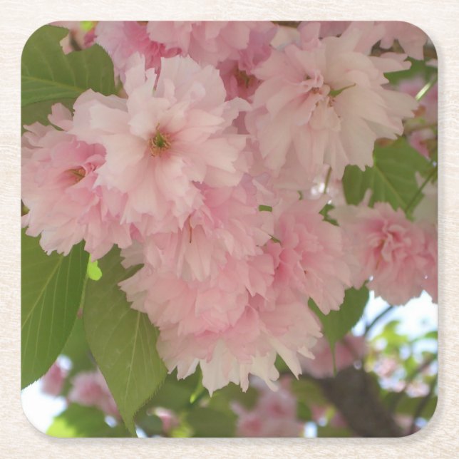 Dubbla Blossoming Cherry Träd II Vår Blommigt Underlägg Papper Kvadrat (Framsidan)