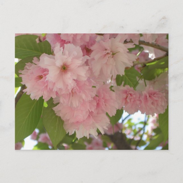 Dubbla Blossoming Cherry Träd II Vår Blommigt Vykort (Framsida)