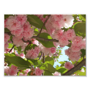Dubbla Blossoming Cherry Träd III Vår Blommigt Fototryck