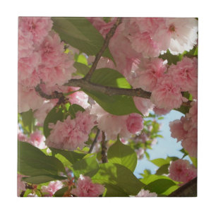Dubbla Blossoming Cherry Träd III Vår Blommigt Kakelplatta