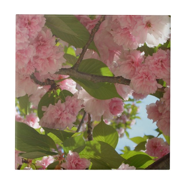 Dubbla Blossoming Cherry Träd III Vår Blommigt Kakelplatta (Framsidan)