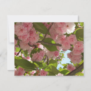 Dubbla Blossoming Cherry Träd III Vår Blommigt Kort