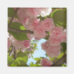 Dubbla Blossoming Cherry Träd III Vår Blommigt Magnet