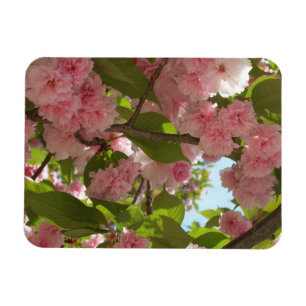 Dubbla Blossoming Cherry Träd III Vår Blommigt Magnet