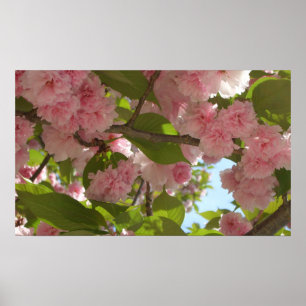 Dubbla Blossoming Cherry Träd III Vår Blommigt Poster