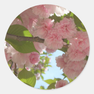 Dubbla Blossoming Cherry Träd III Vår Blommigt Runt Klistermärke