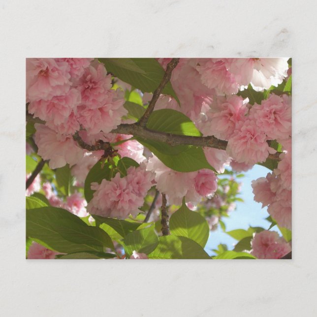 Dubbla Blossoming Cherry Träd III Vår Blommigt Vykort (Framsida)