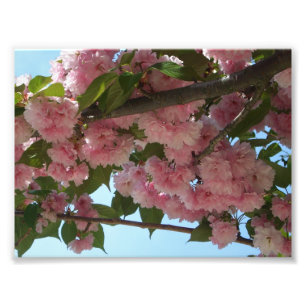 Dubbla Blossoming Cherry Träd IV Vår Fototryck