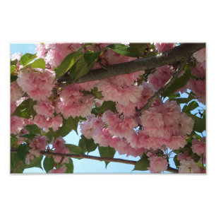Dubbla Blossoming Cherry Träd IV Vår Fototryck