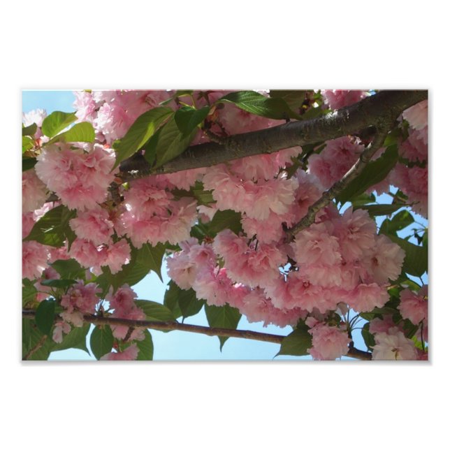 Dubbla Blossoming Cherry Träd IV Vår Fototryck (Framsidan)