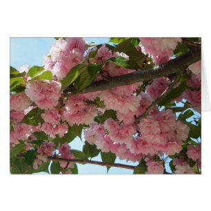 Dubbla Blossoming Cherry Träd IV Vår Hälsningskort