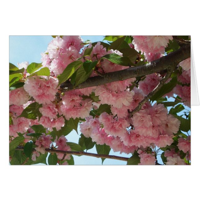 Dubbla Blossoming Cherry Träd IV Vår Hälsningskort (Framsidan Horizontal)