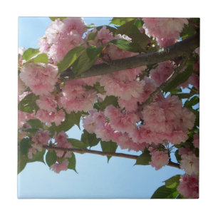 Dubbla Blossoming Cherry Träd IV Vår Kakelplatta