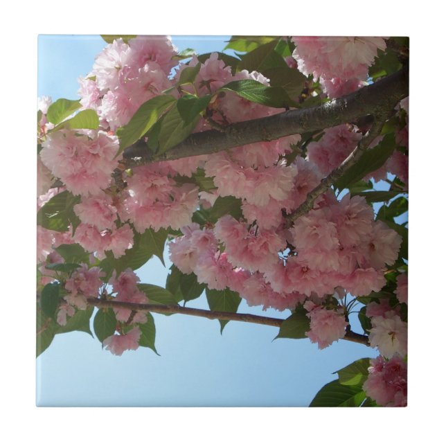 Dubbla Blossoming Cherry Träd IV Vår Kakelplatta (Framsidan)