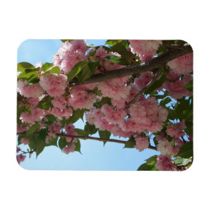 Dubbla Blossoming Cherry Träd IV Vår Magnet