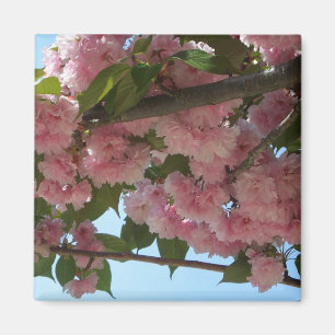 Dubbla Blossoming Cherry Träd IV Vår Magnet