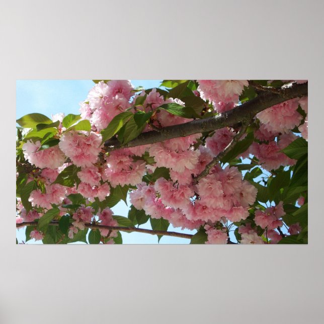 Dubbla Blossoming Cherry Träd IV Vår Poster (Framsidan)