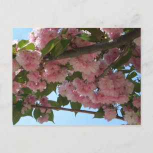 Dubbla Blossoming Cherry Träd IV Vår Vykort