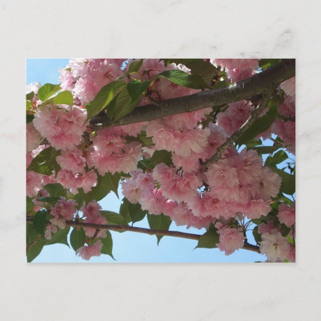 Dubbla Blossoming Cherry Träd IV Vår Vykort (Framsida)
