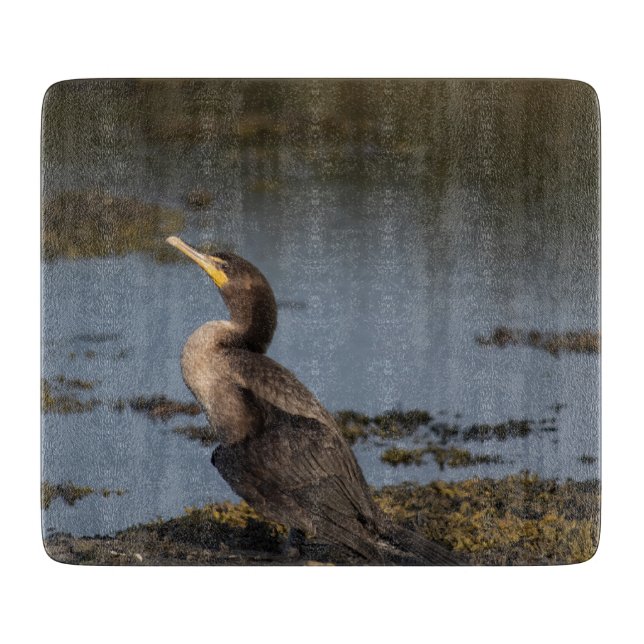 Dubbla bröstad skarv (Framsidan)