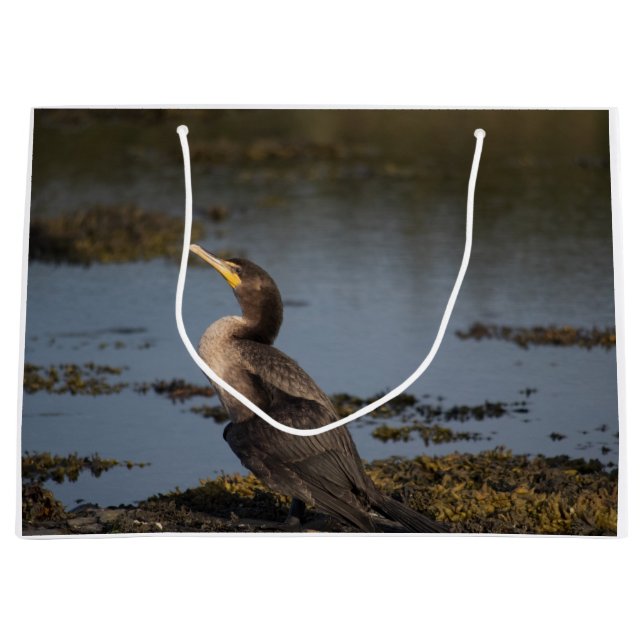 Dubbla bröstad skarv (Framsidan)