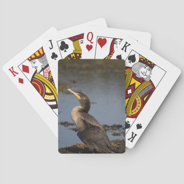 Dubbla bröstad skarv casinokort (Baksidan)