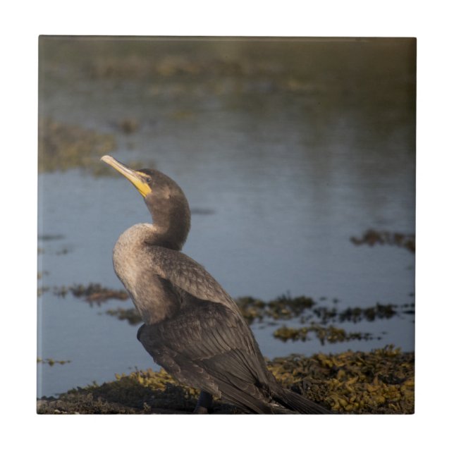 Dubbla bröstad skarv kakelplatta (Framsidan)