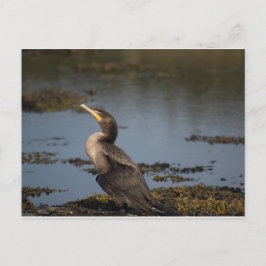 Dubbla bröstad skarv vykort