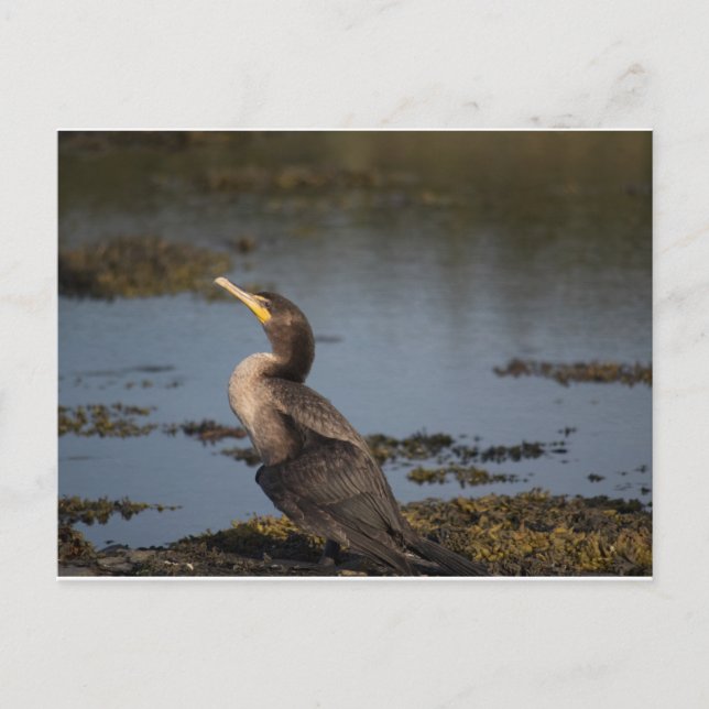 Dubbla bröstad skarv vykort (Framsida)