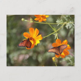 Dubbla Butterfly Vykort