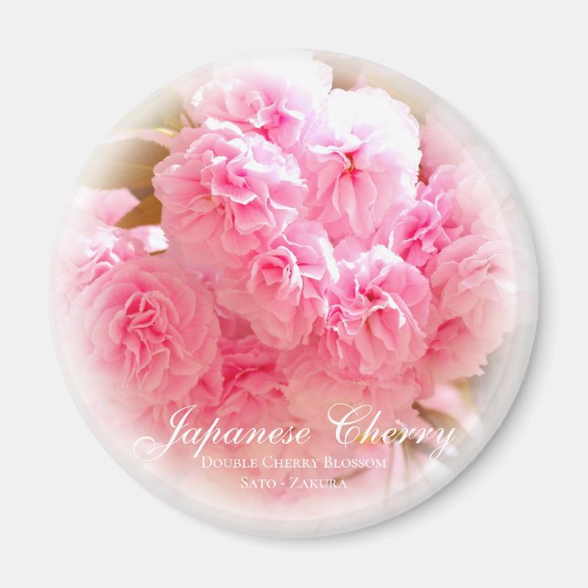 Dubbla Cherry Blommar: Sato-zakura Magnet (Framsidan)