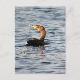 Dubbla Crestant Cormorant Bird Foto Postcard Vykort