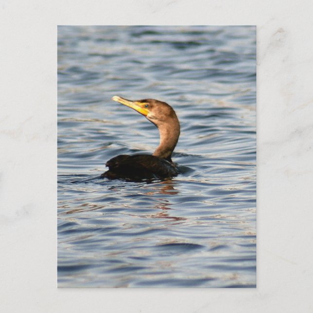Dubbla Crestant Cormorant Bird Foto Postcard Vykort (Framsida)