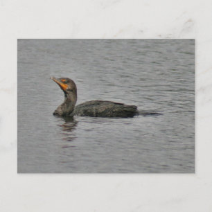 Dubbla Crestant Cormorant Bird Foto Postcard Vykort