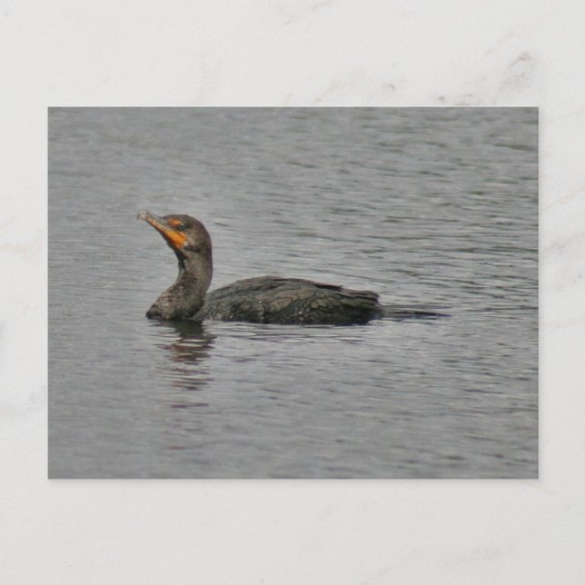 Dubbla Crestant Cormorant Bird Foto Postcard Vykort (Framsida)