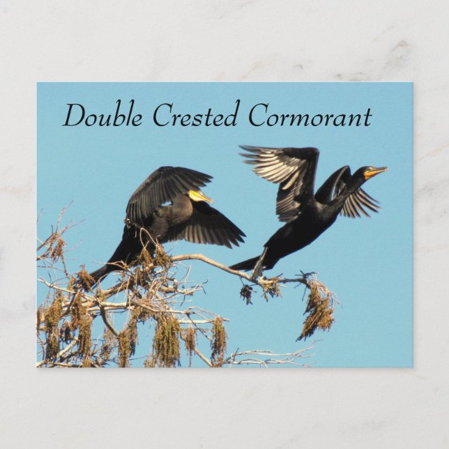 Dubbla Crestant Cormorant - Learning Postcard Vykort (Framsida)