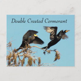 Dubbla Crestant Cormorant - Learning Postcard Vykort
