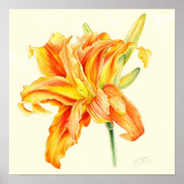 Dubbla Daylily Hemerocallis orange vattenfärg Poster