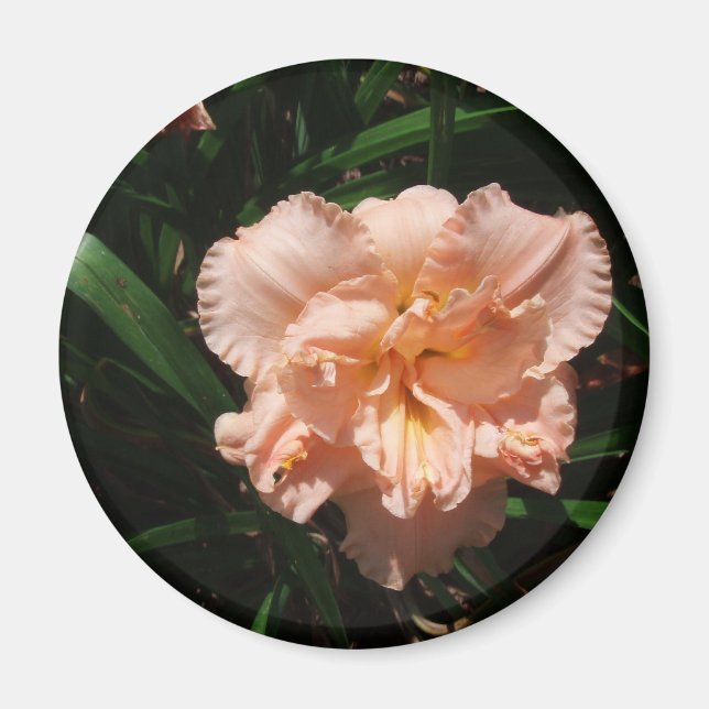 Dubbla Daylily Magnet (Framsidan)