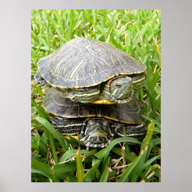 Dubbla Decker Turtles Poster (Framsidan)