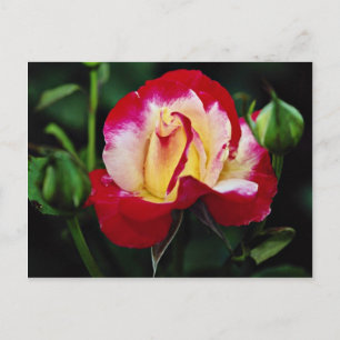 Dubbla Delight Hybrid Tea Ro 'Andeli' Vitflöde Vykort
