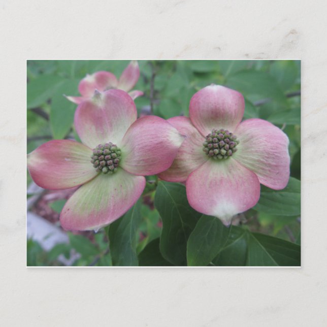 Dubbla Dogwood Vykort (Framsida)